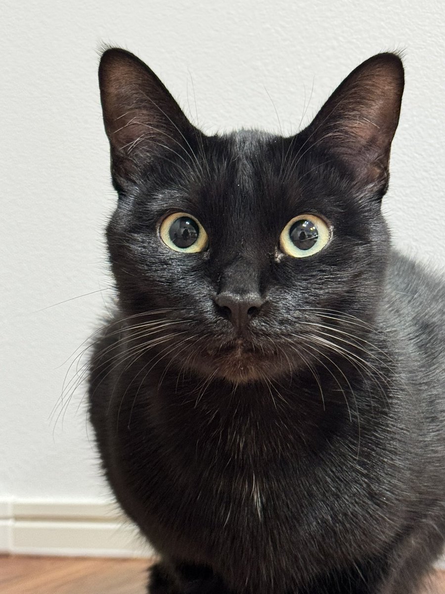 おはようございます😺
今週もよろしくお願いします✨
