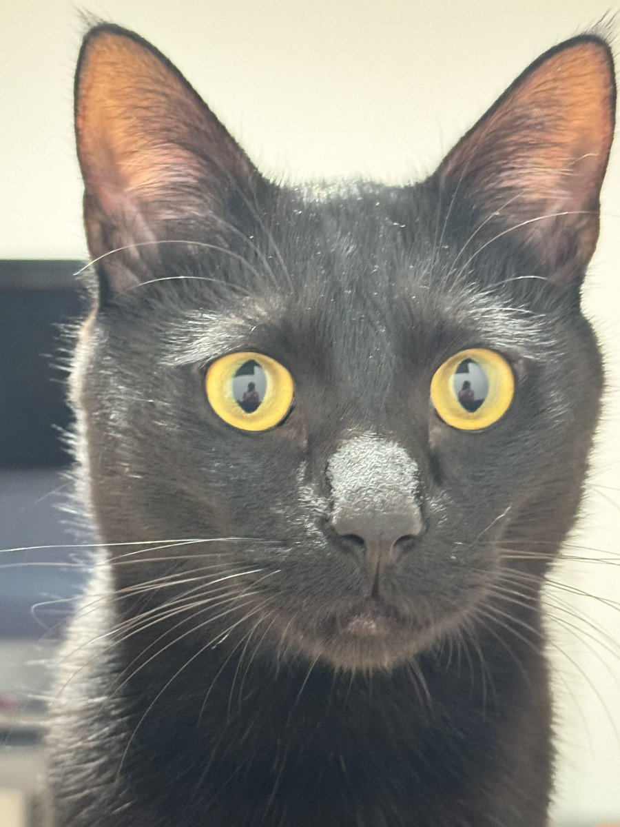 ✨😸Nyanko😸✨ tweet media