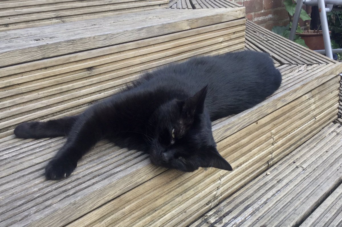 JaneWerry's tweet photo. @jk_rowling Cat is Small, not Heather. She doesn’t care what I’ve done today to make myself proud as long as I open the Felix. https://t.co/ZtKQWQR5Qg