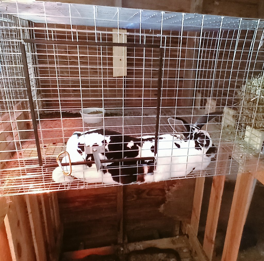 eclctve's tweet image. Checking in on the 6 day old kits today 🐇🐇🐇

#RexRabbit #rabbitry