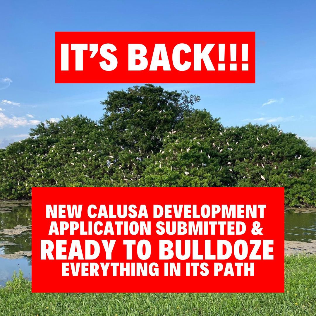 Save Calusa (@savecalusa) on Twitter photo ALERT!! A new Calusa development app is back—and more destructive than ever! This 540-home luxury gated plan on parks and rec land ignores critical habitat protections and paves the way for the collapse of the Calusa Rookery. Stay tuned for more details and ways to take action! ALERT!! A new Calusa development app is back—and more destructive than ever! This 540-home luxury gated plan on parks and rec land ignores critical habitat protections and paves the way for the collapse of the Calusa Rookery. Stay tuned for more details and ways to take action!