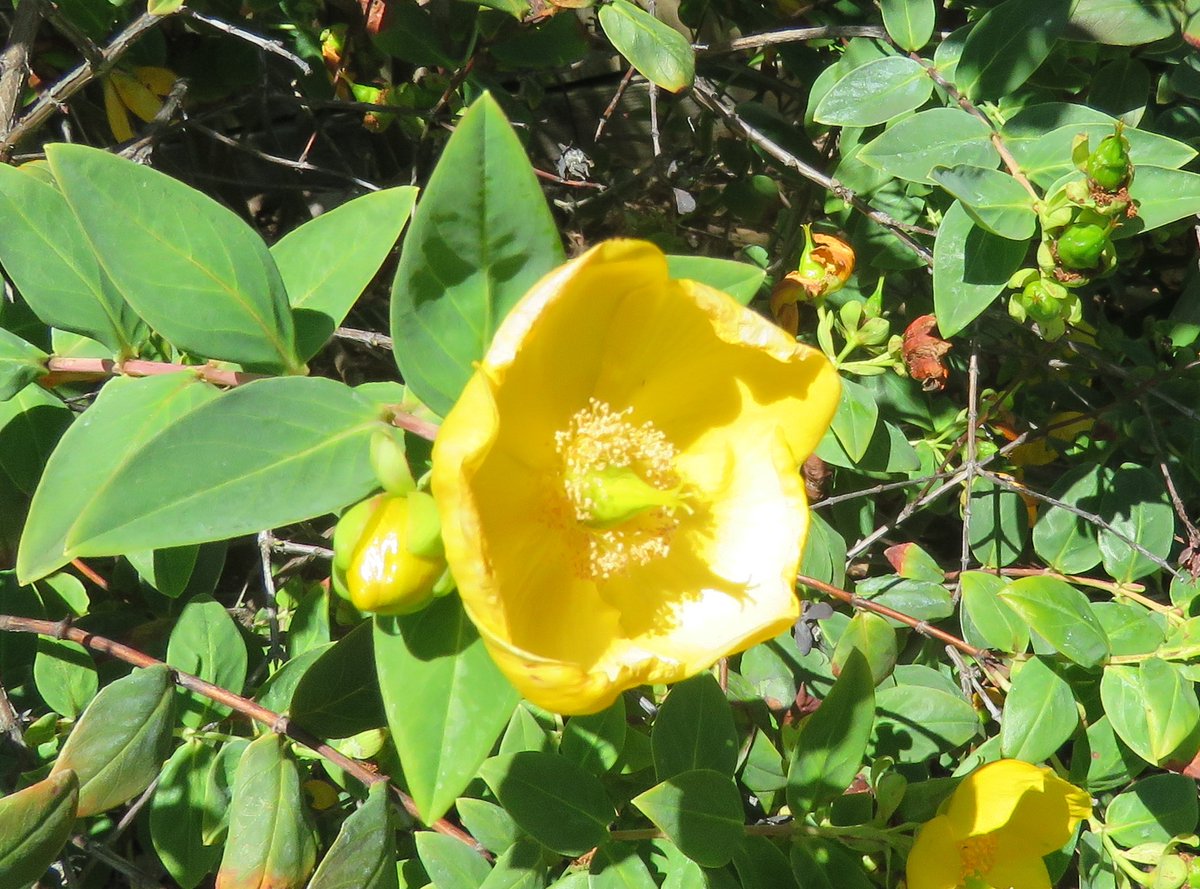 StuartWilliams_'s tweet image. Hypericum ‘Rowallane’. This cultivar originated as a chance seedling at Rowallane Garden near Saintfield in Northern Ireland in the 1940s

#WarrnamboolBG #Hypericum #Hypericaceae