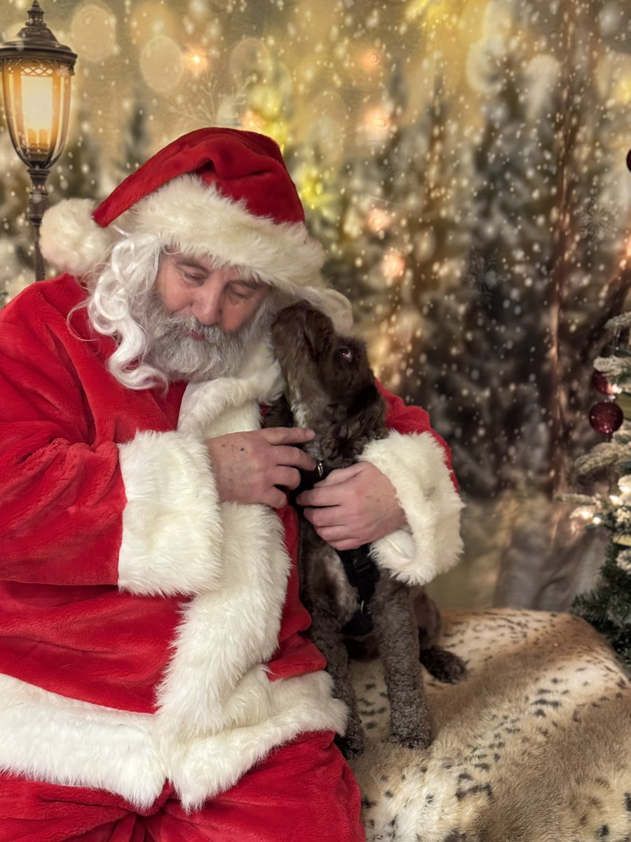 Today I did goes to see Mr Santa <a href="/bemorebob2/">BeMoreBob</a>  I gave words in his ear about the noms I’d like for Chrisymas. And Bob’s mum gave me a treat off the tree too. I loves going to Bob’s shoppe. Loves Rolo xx