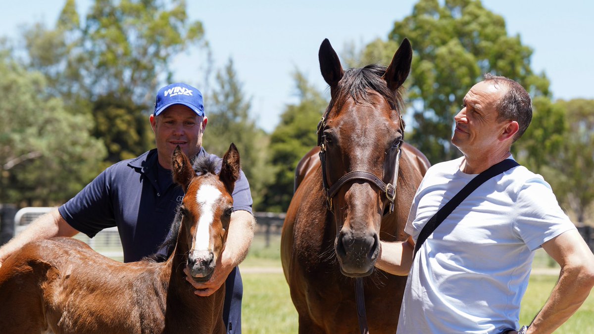 Chris Waller popped in to say hello to an old friend. #Winx 💙

#Coolmore #HomeOfChampions