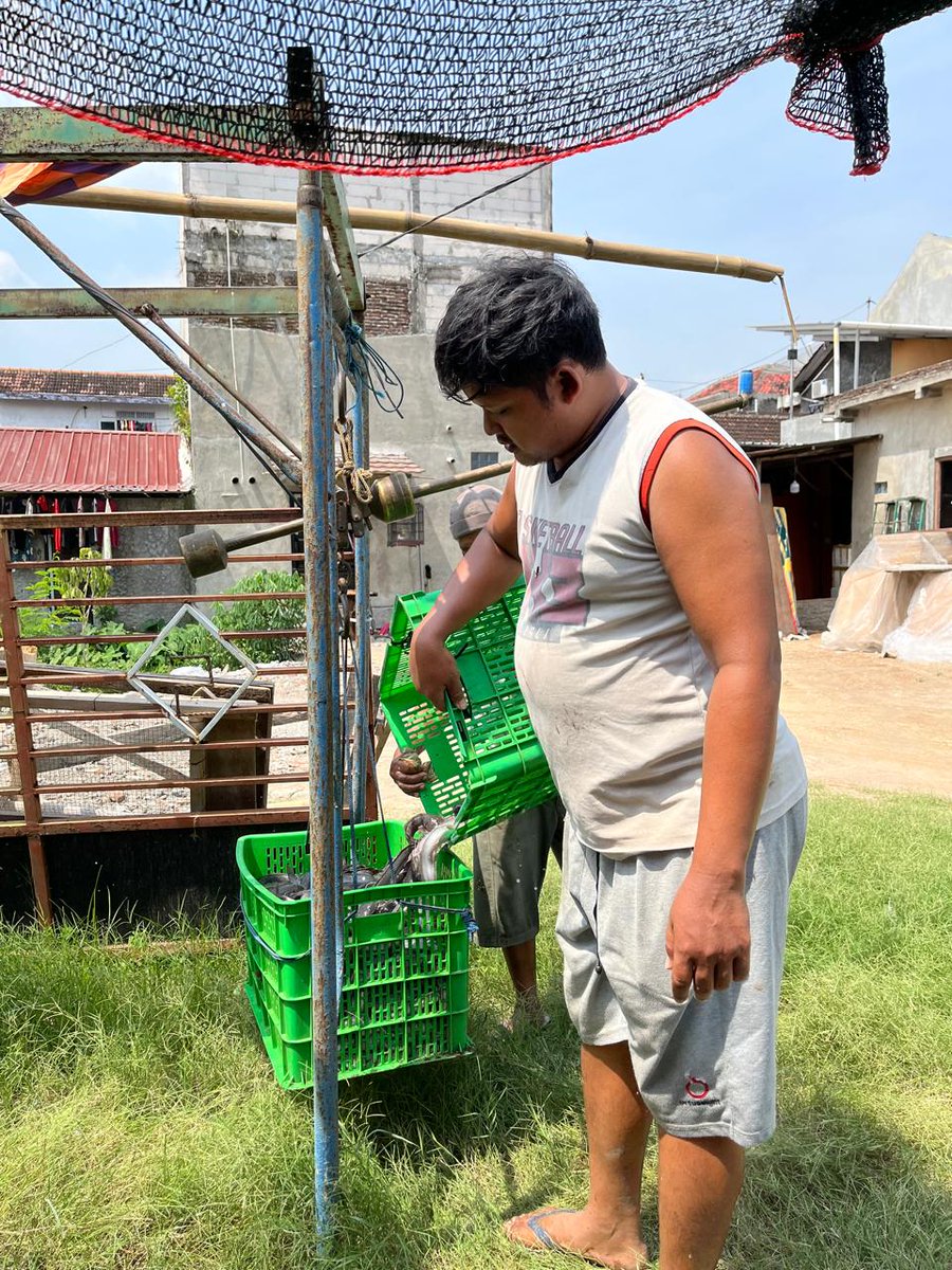 NF_Rosadi's tweet photo. Jum'at, 25/10/24
Nirvani FR, Luhkan Karanganyar
Melaporkan kegiatan panen ikan lele milik bpk "Ilyas" alamat Desa Jaten Kecamatan Jaten dengan jumlah 180kg harga 18.500/kg
#GiatLuhkanSatminkalTegal #luhlapor
@pusluh_bppsdm
@PKBLU_bp3tegal https://t.co/gaf7Bcj40w