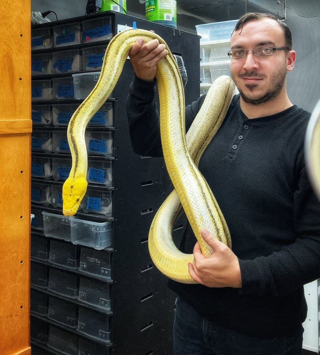 One of the first, if not the first Super Tiger OGS ever produced. I produced her back in 2017.