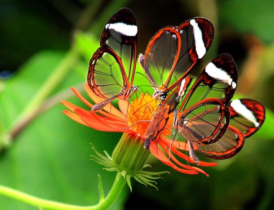 AMAZlNGNATURE's tweet photo. The glasswing butterfly, wow https://t.co/cIhkZPml2K