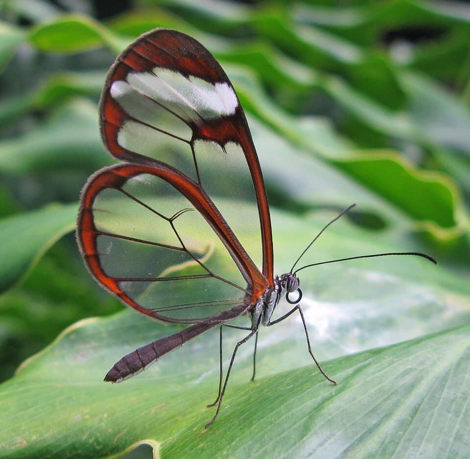 AMAZlNGNATURE's tweet photo. The glasswing butterfly, wow https://t.co/cIhkZPml2K