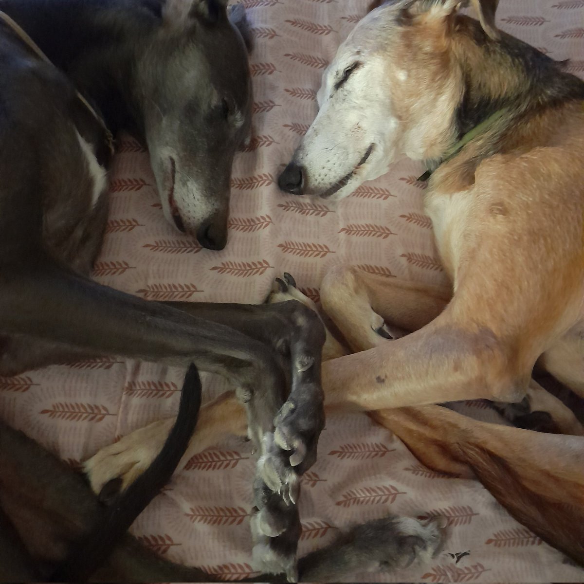 natizetti's tweet photo. @twaniimals https://t.co/jADyKTZlx2