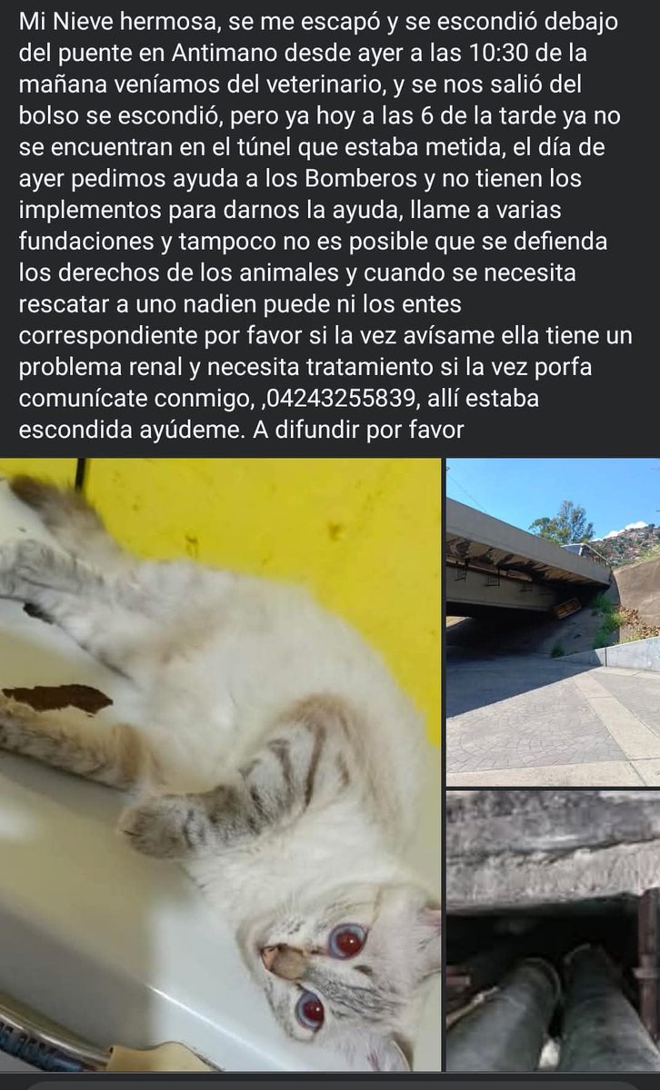 PerroUsuario's tweet photo. Su familia la busca. Por favor si la ves dale resguardo y avisa al número publicado. Antímano Caracas. Difundimos https://t.co/R6mgYWp3Tn
