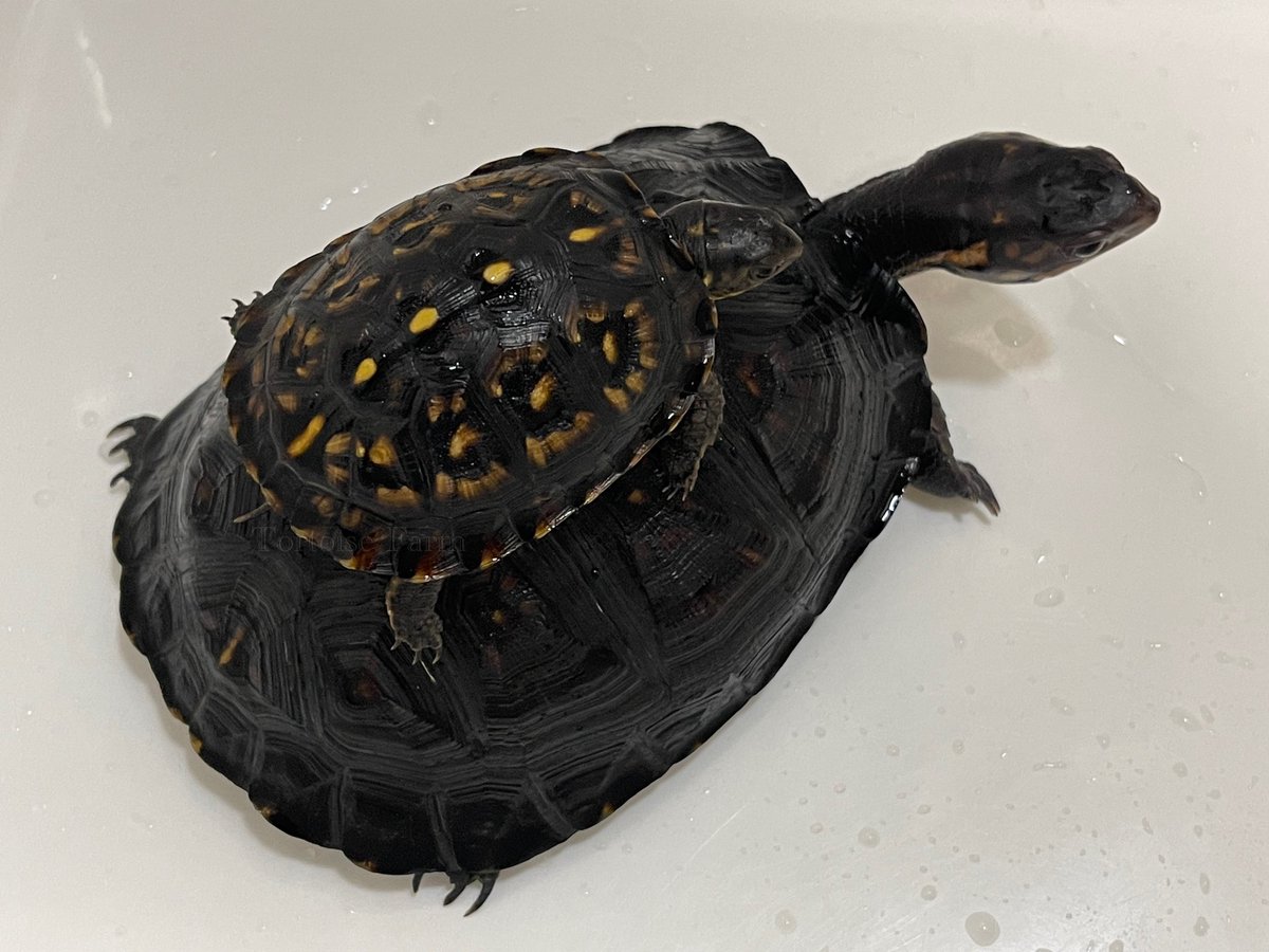 ガルフコーストハコガメ
（ブラックタイプ）

2024CBと2022CB

数年かけて
黒さにこだわって
セレクトした２匹

この黒みの強い子たちが
ペアになったら
ジェットブラック血統として
ブリードしたい🖤

#ガルフコーストハコガメ
#ブラックガルフ
#ジェットブラックガルフ
#wazouki