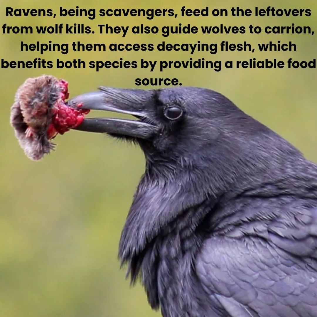 chanko_world's tweet photo. Today's post highlights the fascinating and unique relationship between these two very different animals!

#wild #wildlife #wolf #raven #chankoworld #funfacts #animals https://t.co/qHFKtBZ58e