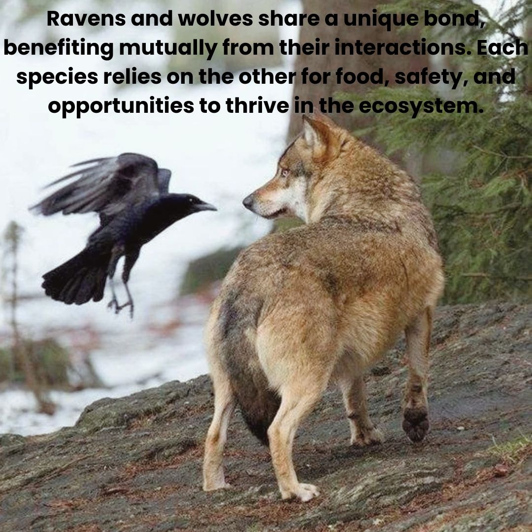 chanko_world's tweet photo. Today's post highlights the fascinating and unique relationship between these two very different animals!

#wild #wildlife #wolf #raven #chankoworld #funfacts #animals https://t.co/qHFKtBZ58e
