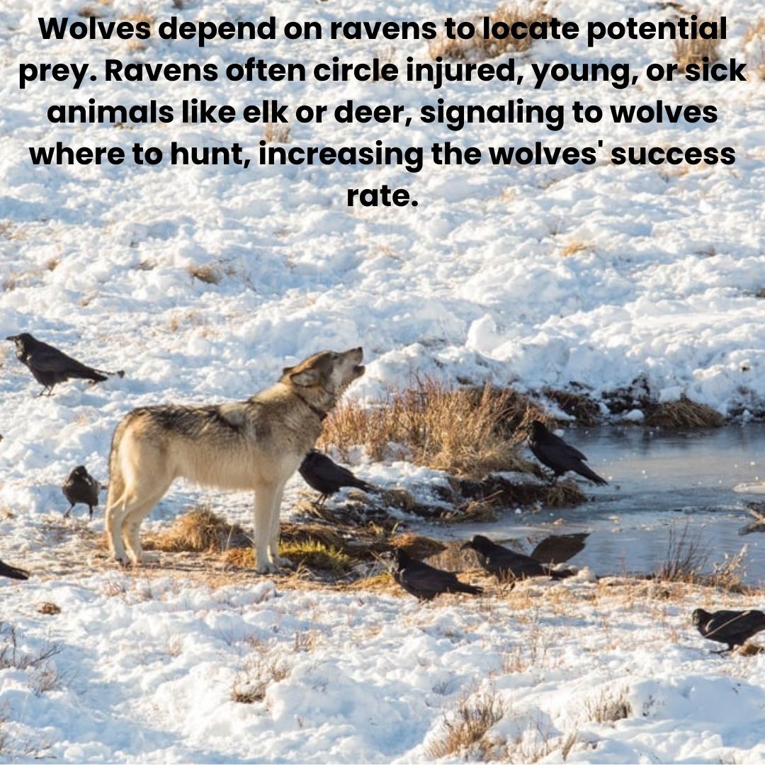 chanko_world's tweet photo. Today's post highlights the fascinating and unique relationship between these two very different animals!

#wild #wildlife #wolf #raven #chankoworld #funfacts #animals https://t.co/qHFKtBZ58e