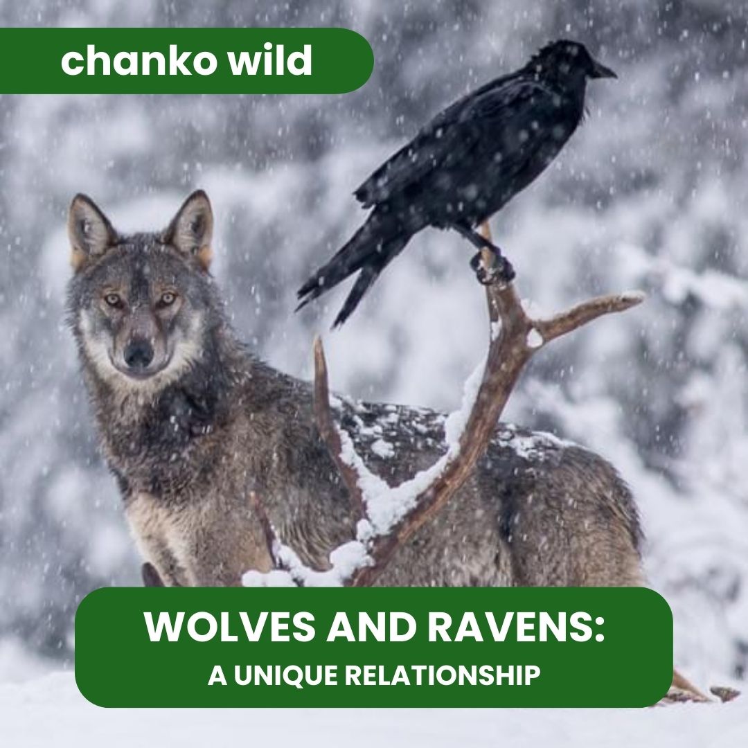 chanko_world's tweet photo. Today's post highlights the fascinating and unique relationship between these two very different animals!

#wild #wildlife #wolf #raven #chankoworld #funfacts #animals https://t.co/qHFKtBZ58e