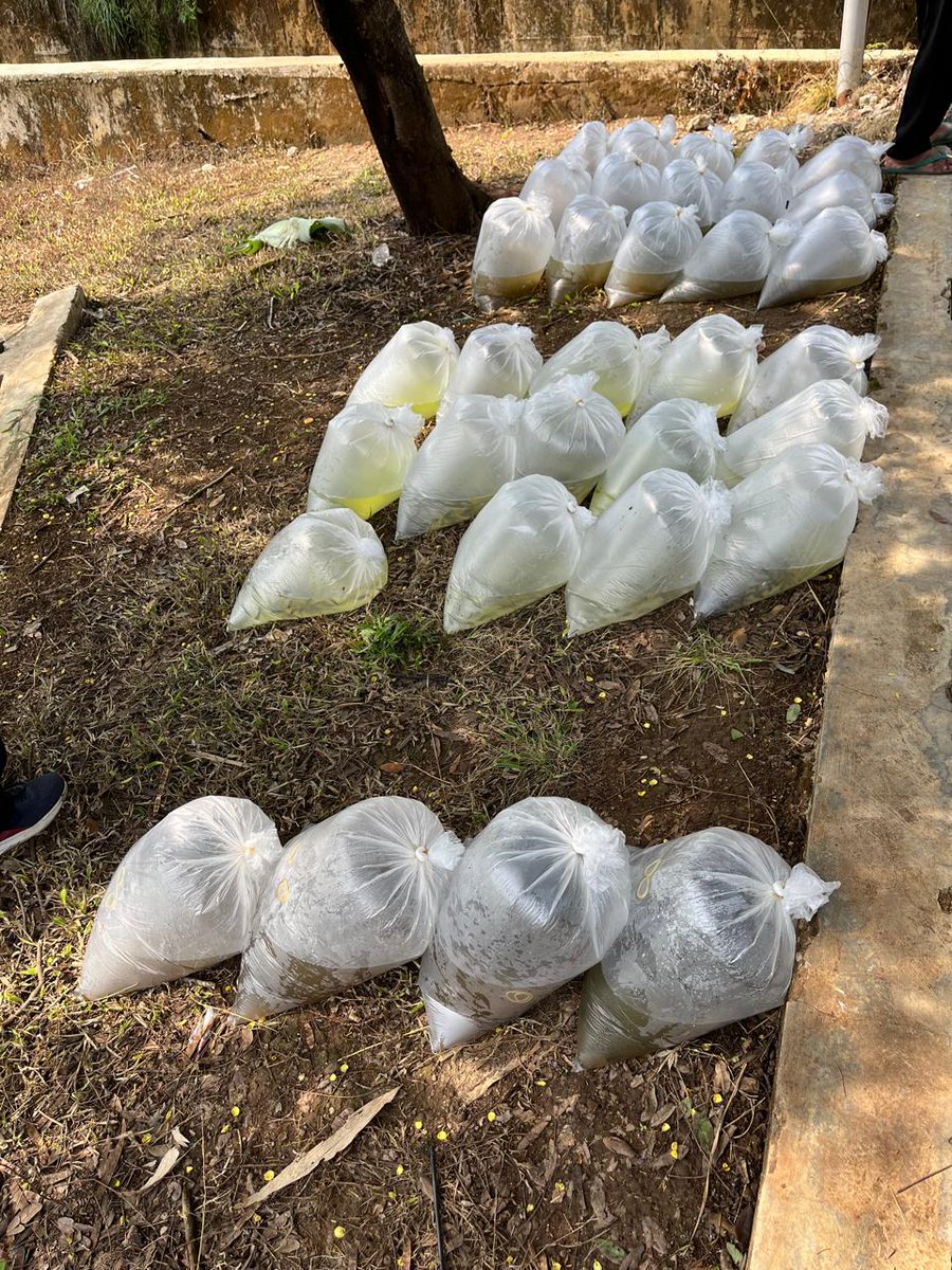 NF_Rosadi's tweet photo. Rabu, 06/11/24
Nirvani FR, Luhkan Karanganyar
Melaporkan kegiatan penebaran benih ikan nilem&amp;tawes di embung ngadiluwih alamat Desa Ngadiluwih Kec. Matesihsebanyak 10.000 ekor #GiatLuhkanSatminkalTegal #LuhLapor
@pusluh_bppsdm
@PKBLU_bp3tegal https://t.co/dNXSBuWvjA