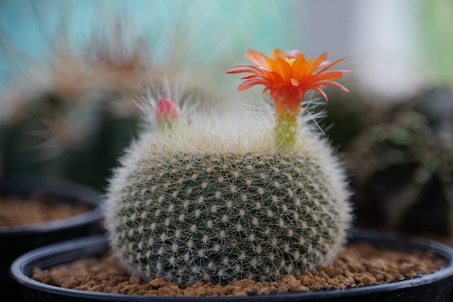 ffescalante13's tweet image. Photo By Jorgeie009 | Pixabay - via @Crowdfire  
 #cactus #flowerbackground #flowers #naturaleza #naturaleza_spain #naturalezaviva #naturaleza_galicia #naturaleza_euskadi