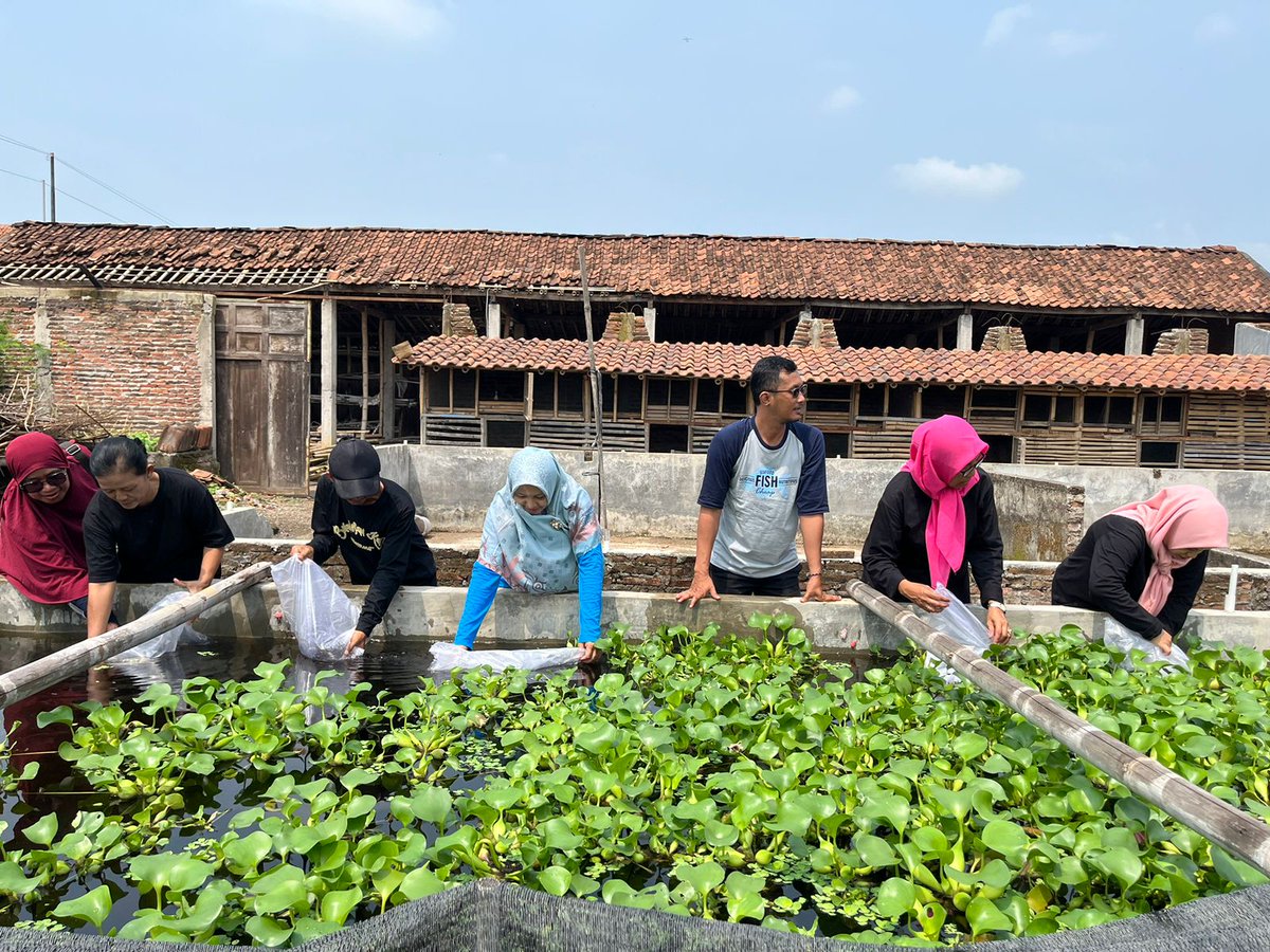 NF_Rosadi's tweet photo. Jum'at, 22/11/24
Nirvani FR, Luhkan Karanganyar
Melaporkan kegiatan penebaran benih ikan lele di kolam milik bpk Joko di Desa Macanan Kec. Kebakkramat sebanyak 4.000 ekor
#GiatLuhkanSatminkalTegal #LuhLapor
@pusluh_bppsdm
@PKBLU_bp3tegal https://t.co/jjdyuruxj5