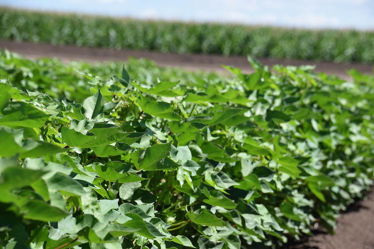 Petiole and leaf testing help track nutrient levels and identify gaps that could boost performance in your cotton crop. bit.ly/3sDTC95
