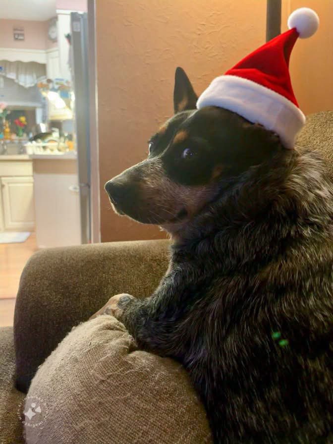 Suze, Annie, and DIPPER tweet media