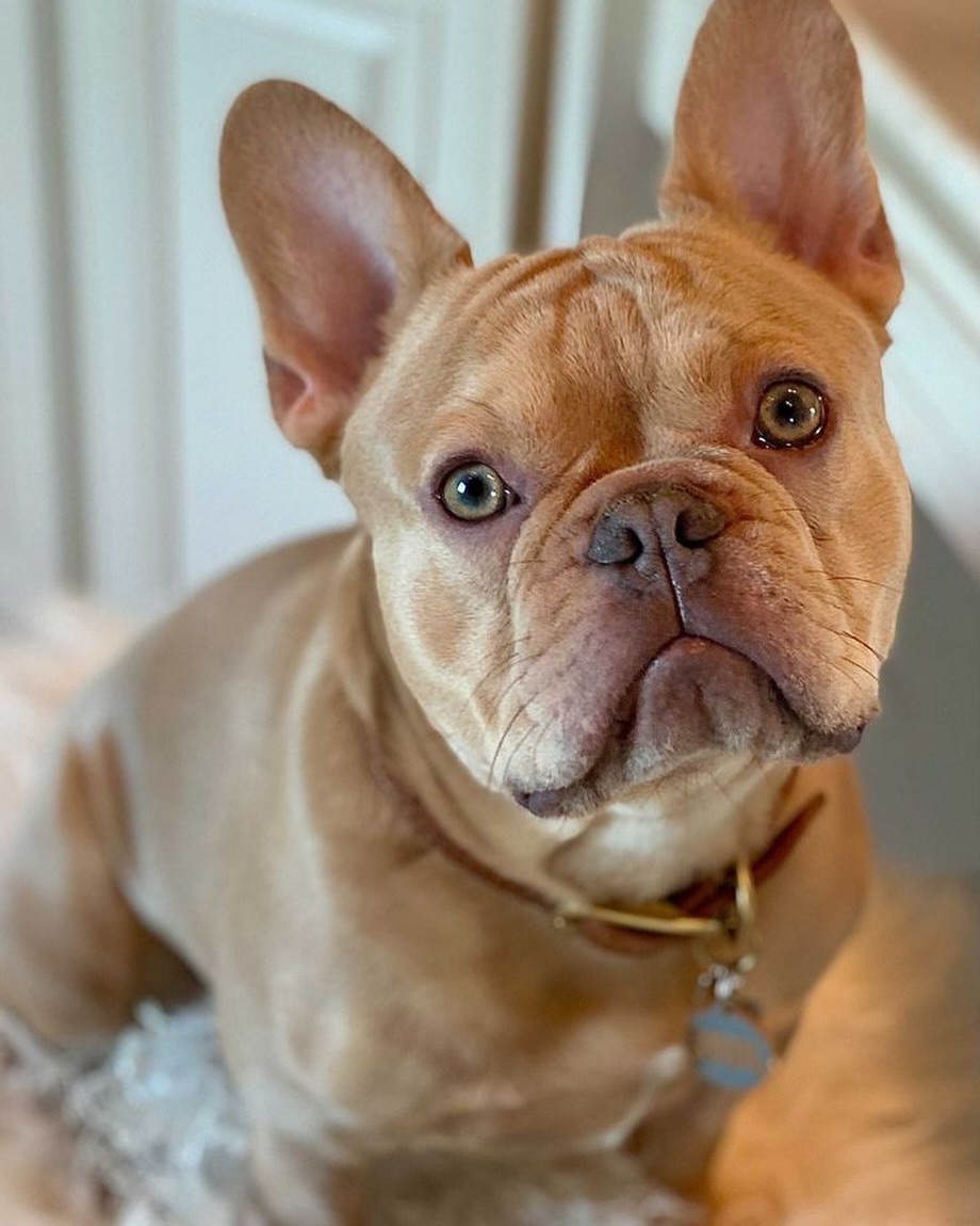 French__bulld0g's tweet photo. 🥳🥳🥳🥳🥳
#frenchiepost #frenchielover #frenchbulldog #frenchielover #dadd #mom #frenchietwitter https://t.co/C0k0P2emkh