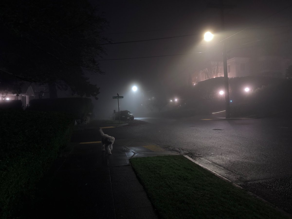 Foggy night walking Toby in Seattle