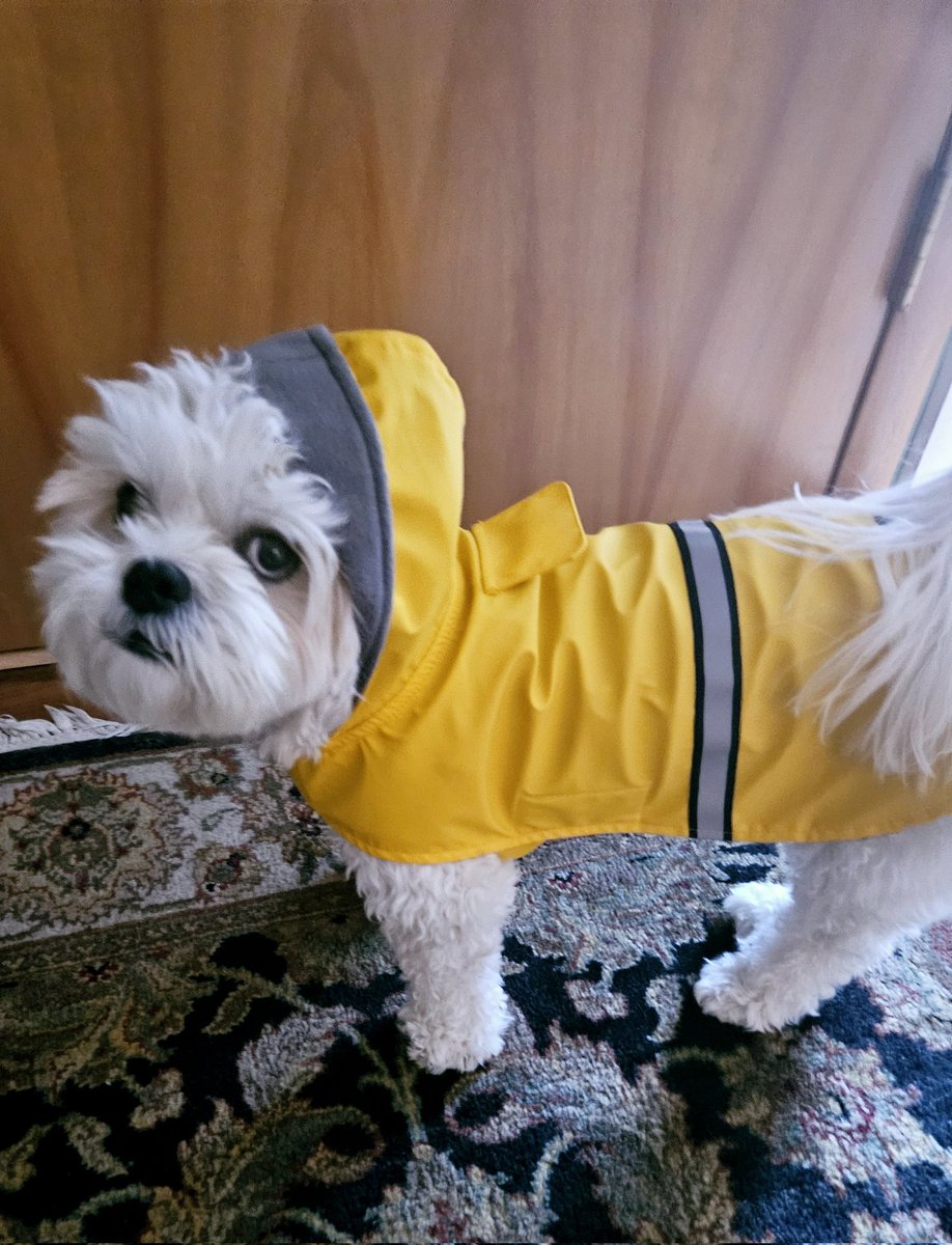 termitebaby's tweet photo. @mitziplayer They're probably pretty close.
We've had rain and ice here, so I took this picture of Gus in his yellow rain slicker today. He doesn't care for the hood!😂 https://t.co/R8thp7ly8i