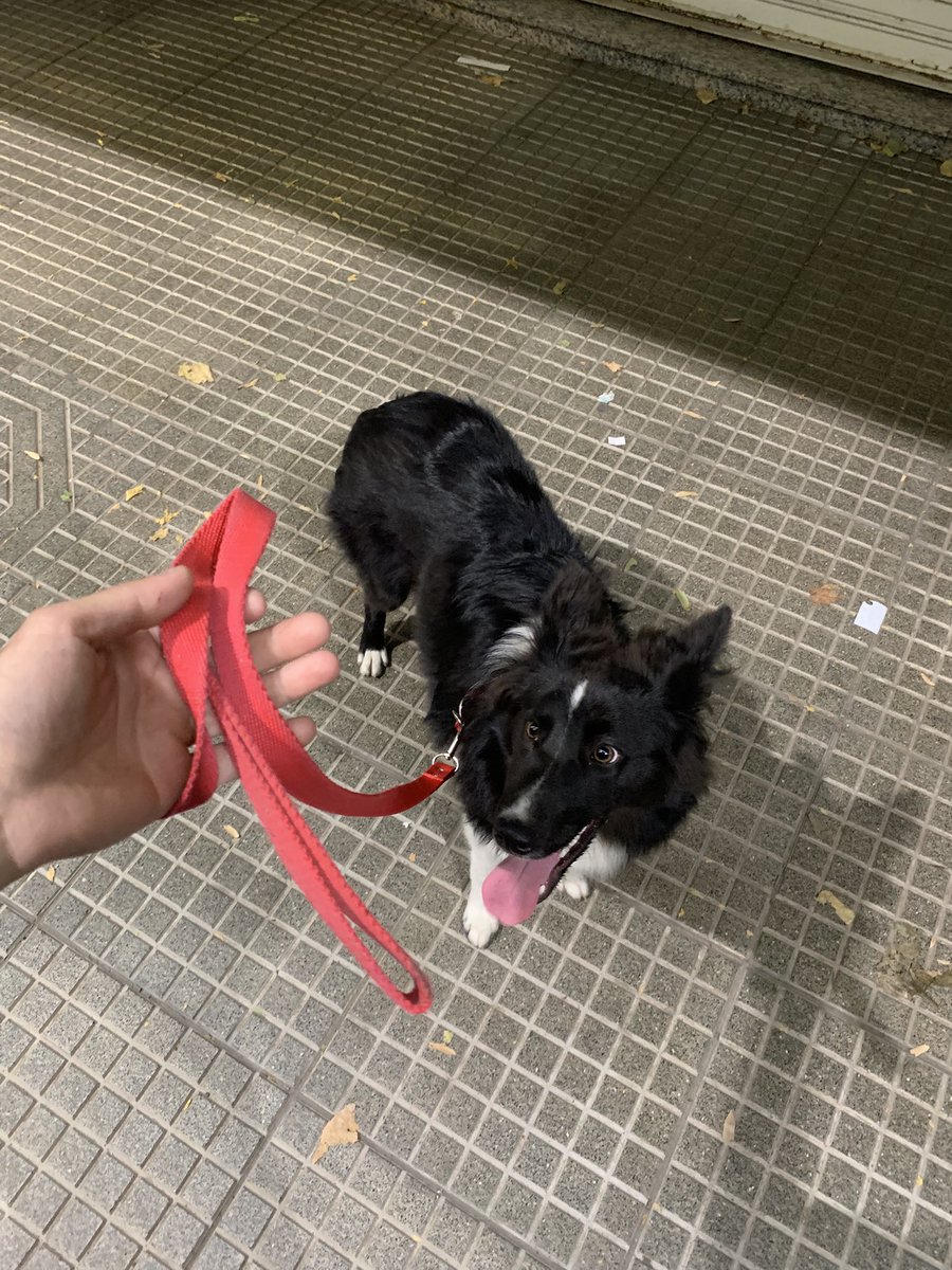 Ella no hace nada, pero para mi es todo🫶🏼 con cada salida y cada mimo me reinicia la vida , lo mejor del 2024 sin dudas ❤️