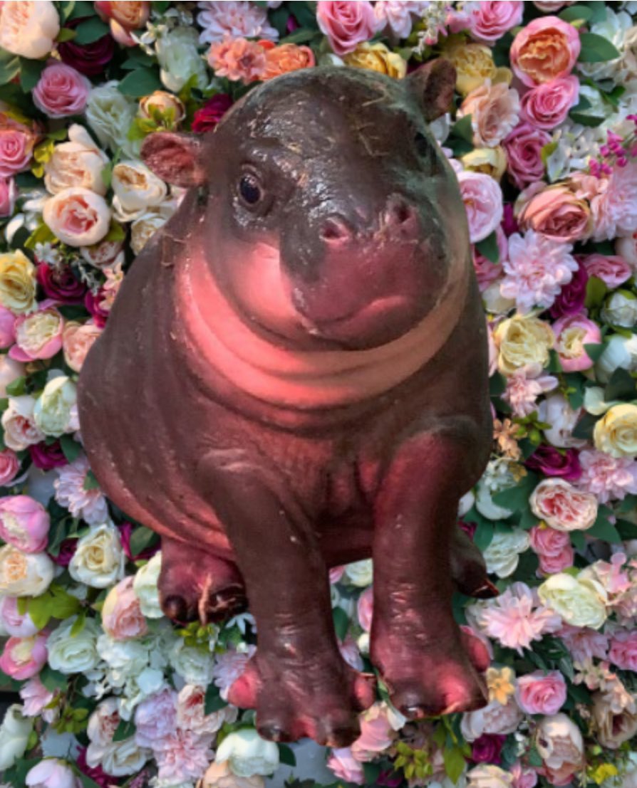 CryptoZoologiss's tweet photo. @BrowncowX @beeple I love the $HAGGIS!π₯°π€
#HAGGIS will be a Global Iconic Symbol soon. The Princess of Scotland #pygmyhippos
@haggishipposol
#crypto #memecoins #Solana https://t.co/kiuHHVKuwe