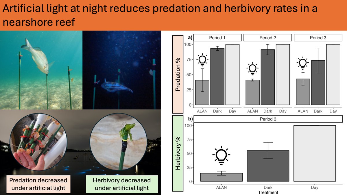 SEACS @seacs.bsky.social (@seacslab) on Twitter photo New paper out this week on the effects of artificial light at night on in-situ fish predation and herbivory intensity on rocky reefs! Led by Honours student <a href="/gyeungMarine/">Gabby Yeung</a> with @cariocamayer and <a href="/millycaley/">Milly Caley @millycaley.bsky.social</a>
doi.org/10.1016/j.mare⦠New paper out this week on the effects of artificial light at night on in-situ fish predation and herbivory intensity on rocky reefs! Led by Honours student <a href="/gyeungMarine/">Gabby Yeung</a> with @cariocamayer and <a href="/millycaley/">Milly Caley @millycaley.bsky.social</a>
doi.org/10.1016/j.mareā¦