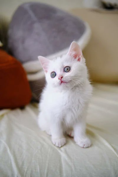 aaayui24kanata2's tweet photo. Cuteness overload🐱💖 #FluffyVibes #Purrfection
#CatAddict https://t.co/PH35k3kOqZ