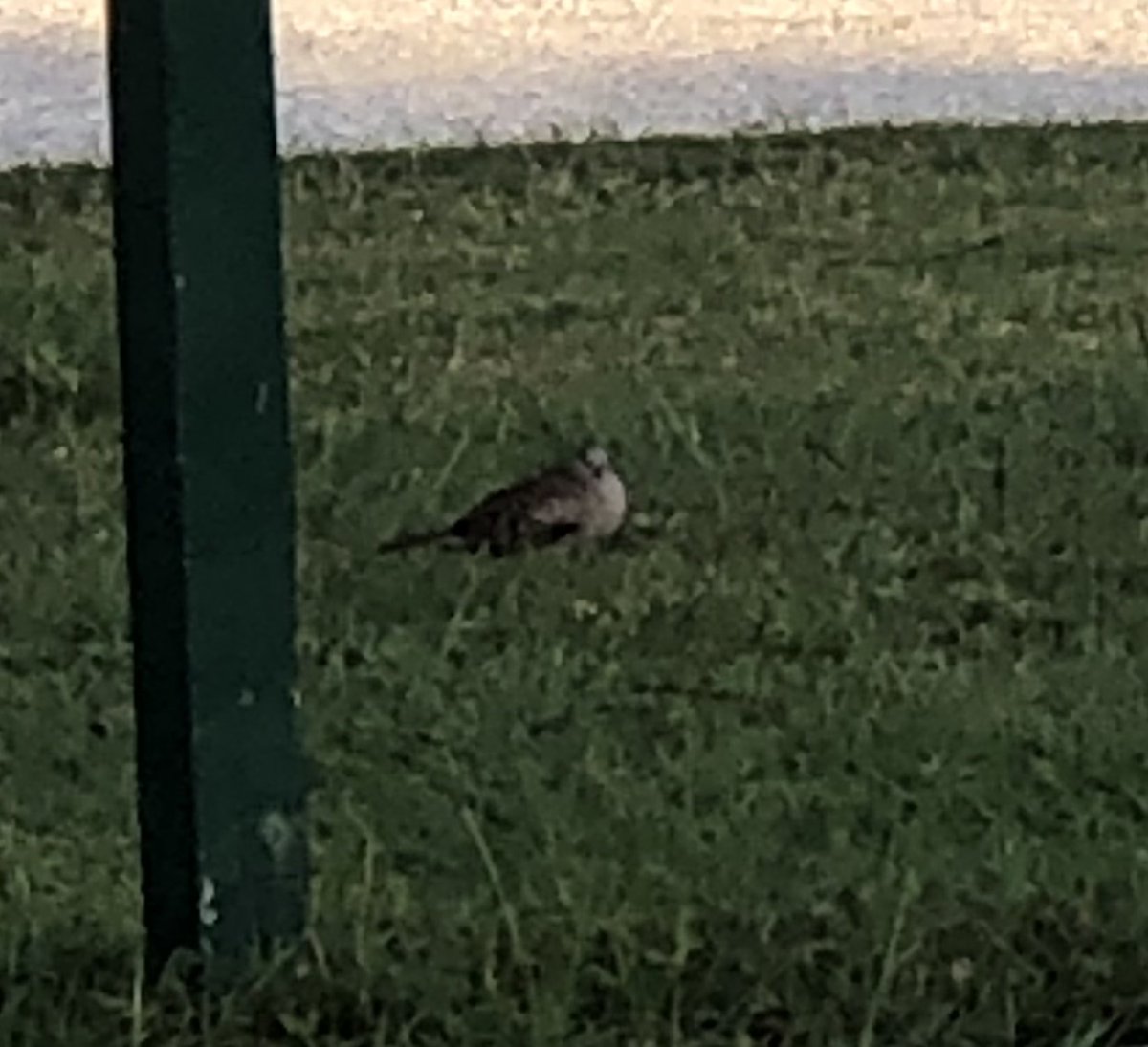 CochaPachaTam's tweet photo. Ahora las aves reposan mejor en el pasto que en un árbol 🌳 Ya plagados de insectos hormigas de diferentes tipos arañas, garrapatas, etc. Es increíble el daño ambiental de nuestro medio ambiente. #Tampico #Tamaulipas además consumen agua en lugares de casa y no de Lagunas. https://t.co/CWXiwPwKML