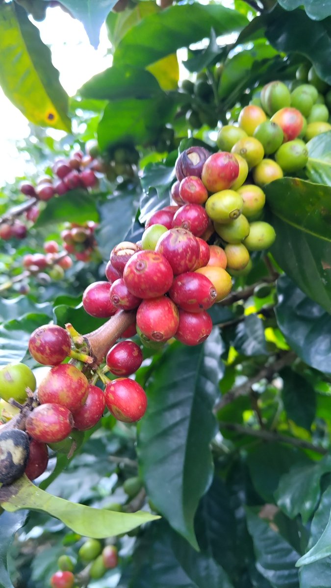 IVOsCafe's tweet photo. Hoy salió el sol en #LosNaranjos
Es bonito ver a los productores esperando sus cosechas. Este año han tardado las que están un poco más alto.
Las Pascuas en los jardines también han demorado!
#ivoscafe #ivoshn #café #LagodeYojoa #amucafe #YojoaLake #mujeresencafé #Honduras https://t.co/heWf6YuTBP