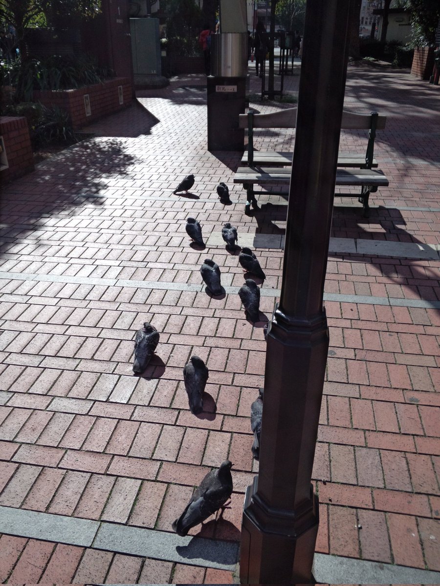 SunFieldValley's tweet photo. うずくまる鳩と凍る街路樹
急ぎ足の誰か広場を抜けて
#WinterComesAround https://t.co/5T1Z208fff