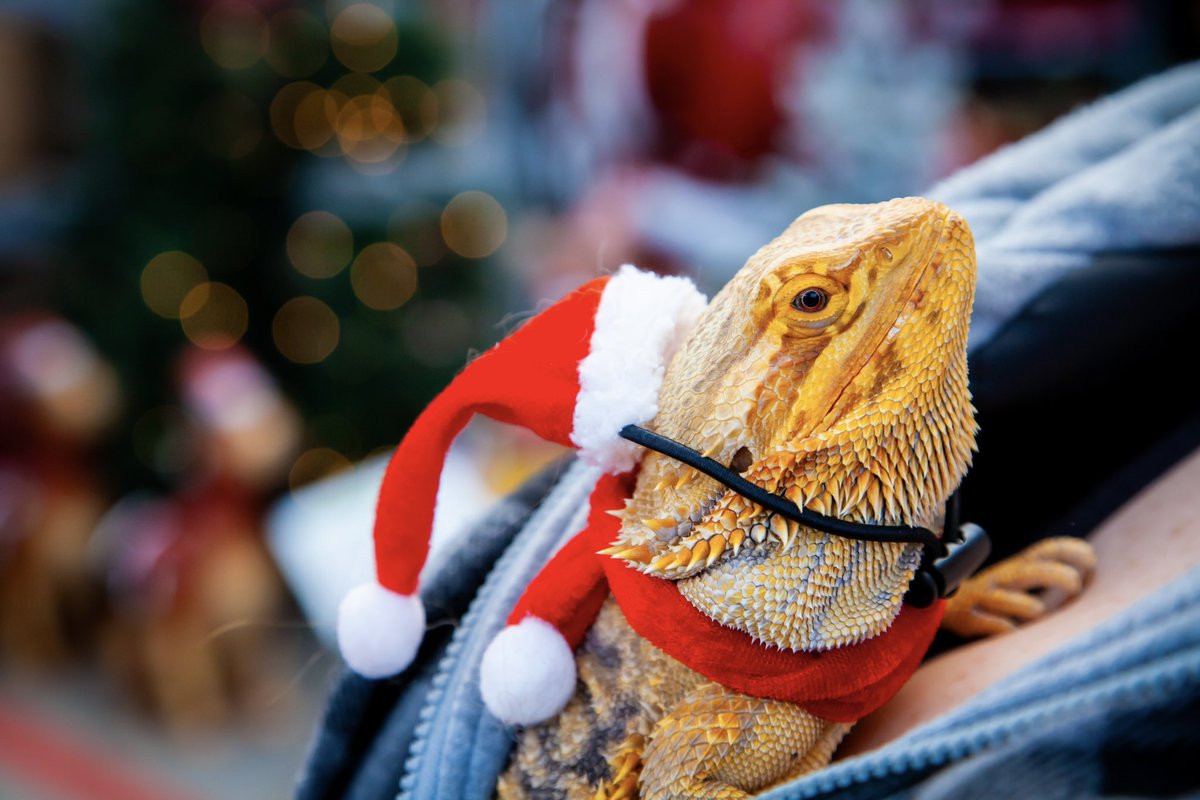 LilithsKore's tweet image. Hoggle got to meet Santa! ❤️
#SantaClaus #beardeddragon #meetingsanta #reptilelover