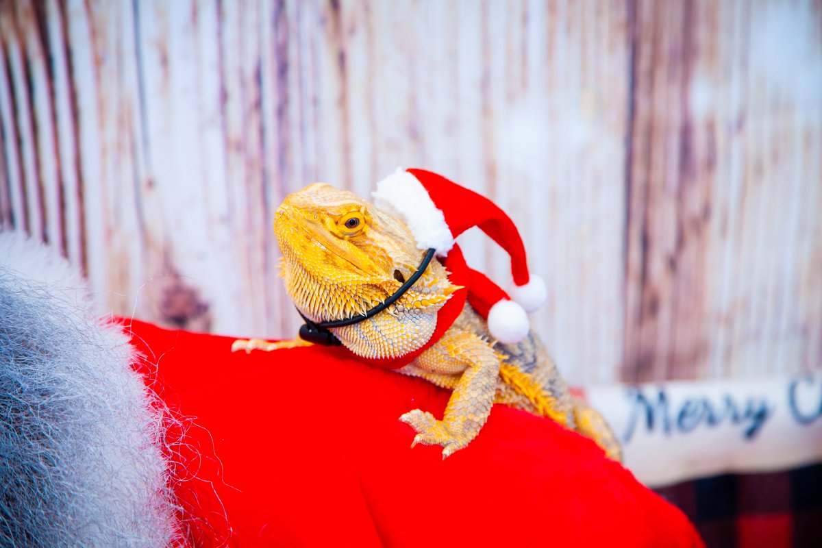 LilithsKore's tweet image. Hoggle got to meet Santa! ❤️
#SantaClaus #beardeddragon #meetingsanta #reptilelover