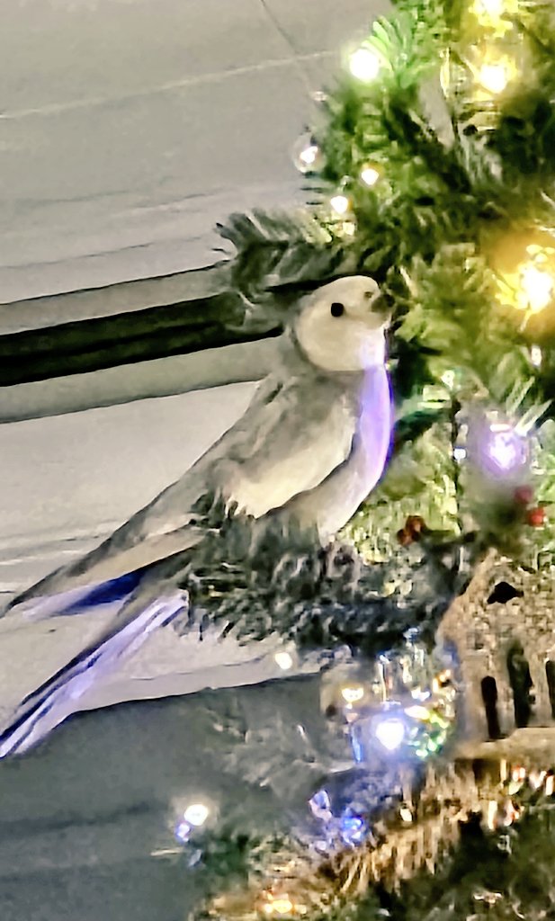 And a Christmas Birb in a Christmas 🎄 tree ✨️