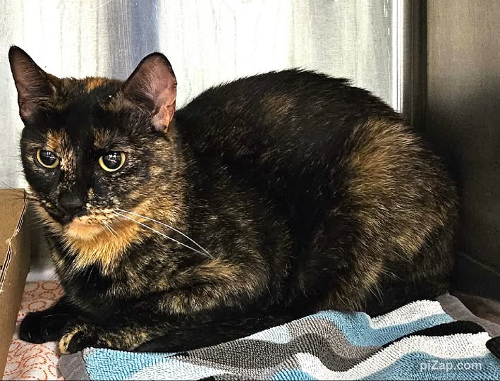 NYCDEATHROWCATS's tweet photo. THERE ARE 23 ANIMALS ( 8 CATS &amp; 15 DOGS)  AT RISK FOR TUESDAY 12/17/24 DEADLINE IS NOON. PLEASE SHARE, FOSTER, ADOPT, TAG FRIENDS, POST TO SOCIAL MEDIA SITES, PLEDGE TO  HELP SAVE THEIR LIVES. NEW PHOTOS https://t.co/Rt2PL8RIF6 https://t.co/AsO5V9CKKz