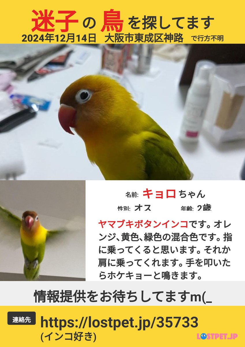 #大阪市  #東成区神路
#ヤマブキボタンインコ
#キョロちゃん(*^_^*)
探しています！大切な家族です！
どこかで目撃・保護された方はいらっしゃいませんか？
飼い主様一生懸命探されています。
どんな情報でもお待ちしています。
キョロちゃんが1日でも早く繋がりますように。
皆様のご協力お願いします