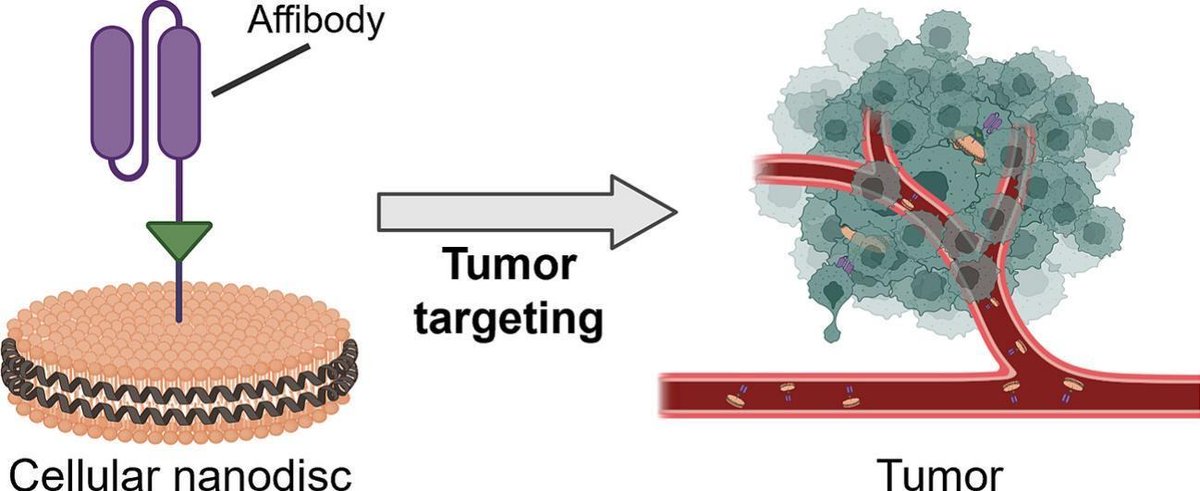 JCRnEDITORS's tweet photo. Modular functionalization of cellular nanodiscs enables targeted delivery of chemotherapeutics into tumors.
| Liangfang Zhang @UCSanDiego |
[50 days' free access]
#TargetedDelivery #nanodisc #affibody
https://t.co/q3etof0Xs0 https://t.co/PMD6B5cWqU
