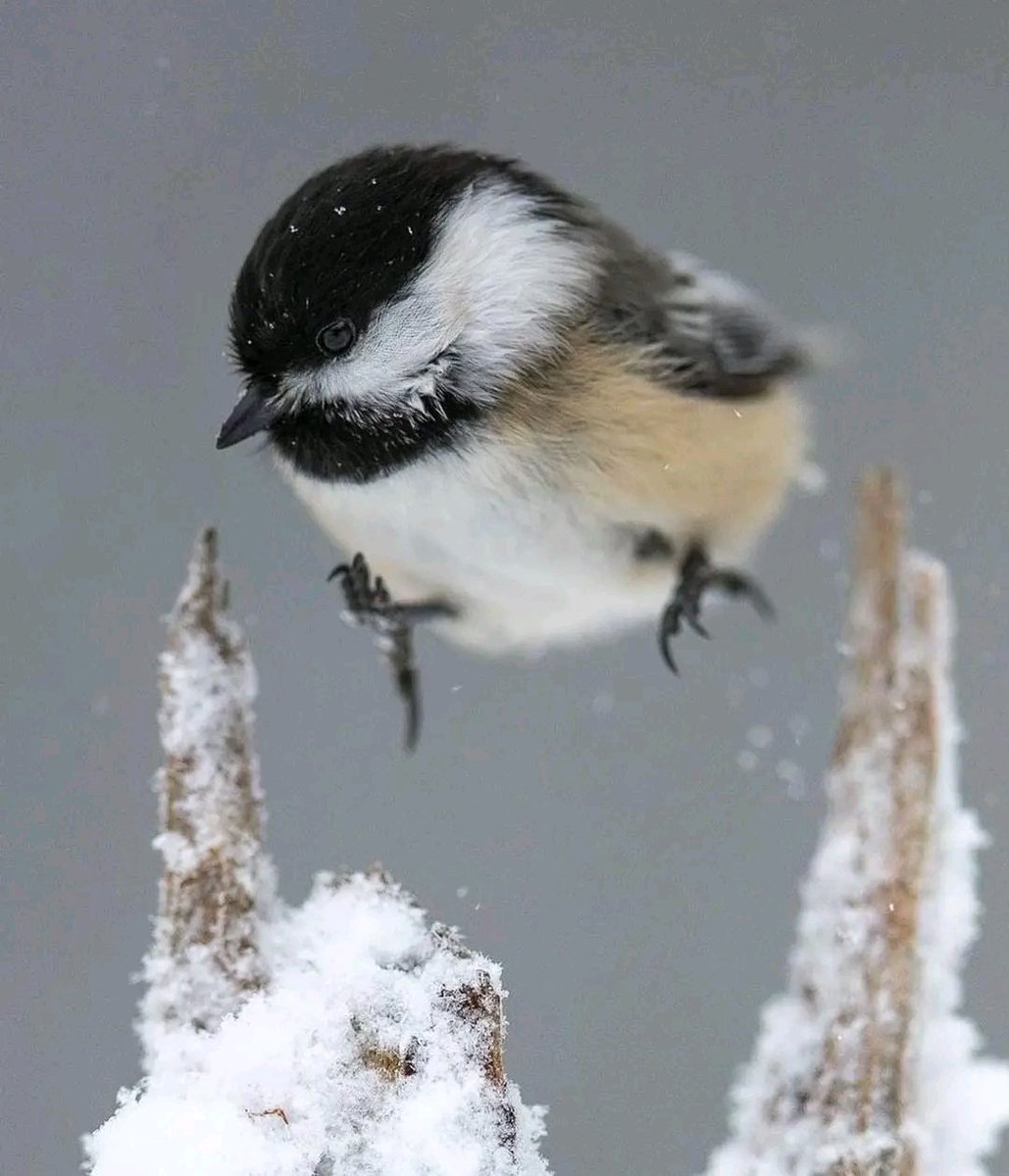 Black-capped Chickadee. 

📸: timlaman (Instagram) ©️

#birds #nature #wildlife #photography #WINTER