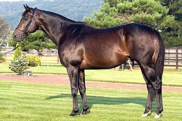 HORSERACING1002's tweet photo. CAME HOME 🇺🇸 1999
(GONE WEST - NICE ASSAY BY CLEVER TRICK)
#CameHome
B/ Toffan , McCaffery (Ky), Mar 29, 1999
O/ Farish, Goodman,Toffan, McCaffery
T/ Paco Gonzalez
KEENOV $650,000 RNA,
KEESEP $300,000 RNA,
BARMAR $145,000 RNA
12-9-0-0----$1,835,940
Hollywood Juvenile Championship G3, Pacific Classic G1, Santa Anita Derby G1, Swaps S G2, Hopeful S G1, San Rafael S G2, San Vicente S G2, Affirmed H G3
Stood at Lane's End🇺🇸, and Japan🇯🇵 sired Beautiful Venue, Bedarra.,Etc