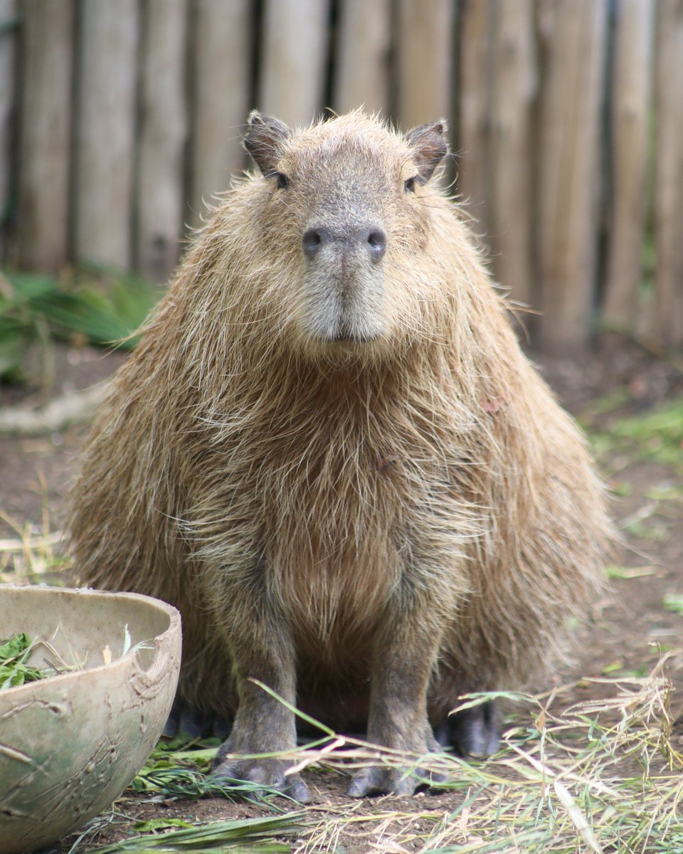 SanAntonioZoo's tweet photo. And this is his Aunt Ginny. She's very triangular https://t.co/MIimkKtxPw