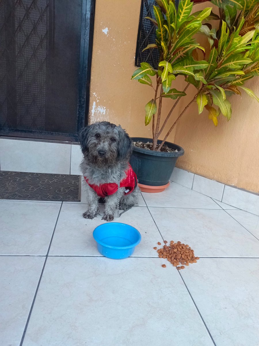 dracaryss13's tweet photo. Encontramos perrita con cadena y traje navideño 
Se encuentra en la 51 calle avenida Petapa. 
Por favor si eres el dueño, comunicate a mensaje privado. Gracias. https://t.co/QzdFw4vCqf