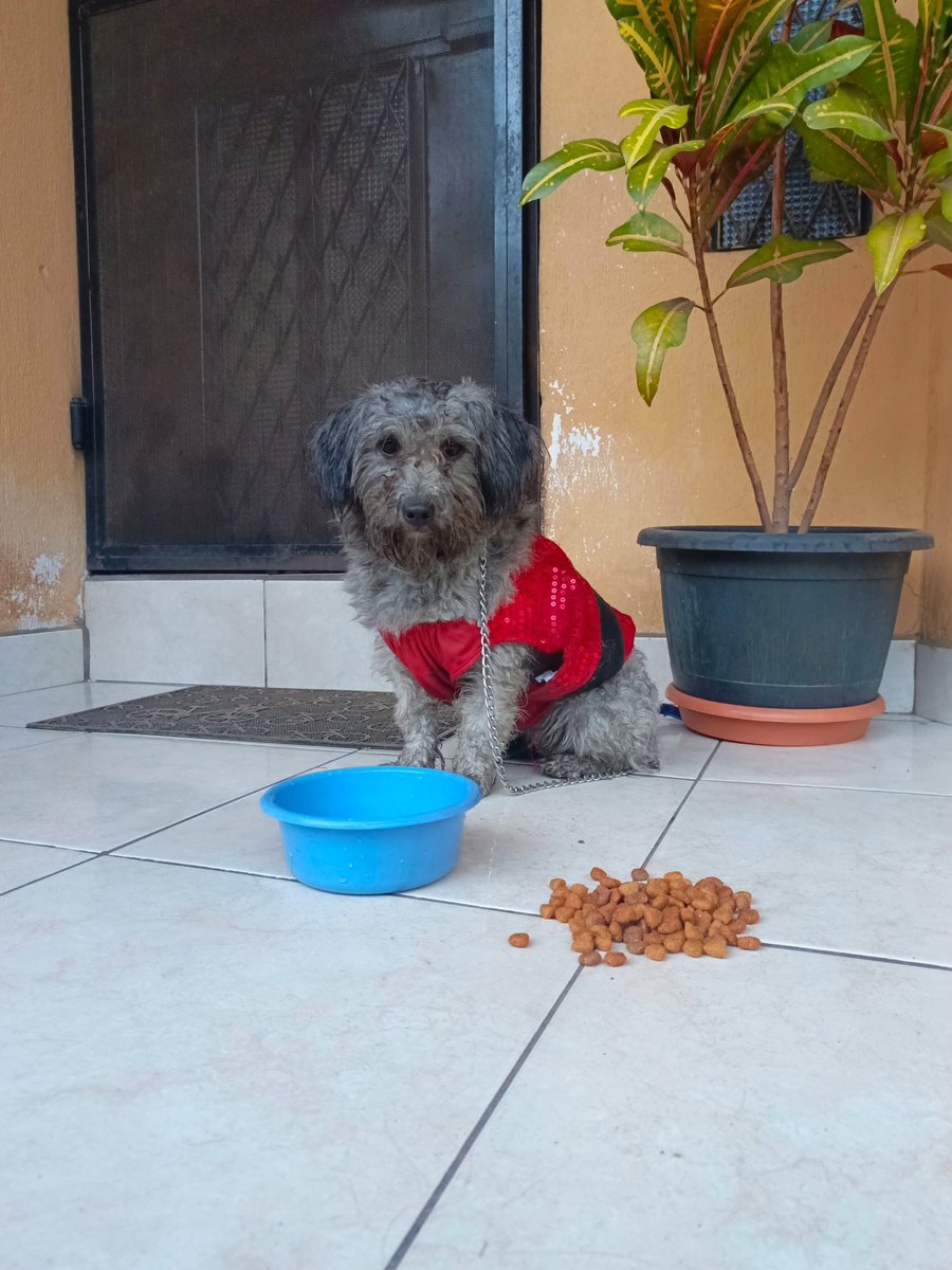 dracaryss13's tweet photo. Encontramos perrita con cadena y traje navideño 
Se encuentra en la 51 calle avenida Petapa. 
Por favor si eres el dueño, comunicate a mensaje privado. Gracias. https://t.co/QzdFw4vCqf