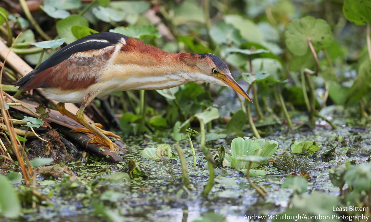 audubonsociety's tweet photo. By transforming dense stands of invasive cattails into a more diverse and dynamic marsh environment, @Audubon_GL and partners are restoring the coastal wetlands along Wisconsin’s Allouez Bay for native birds like the Least Bittern. Learn more: https://t.co/49P49AJ9PQ https://t.co/9frv3dlys0