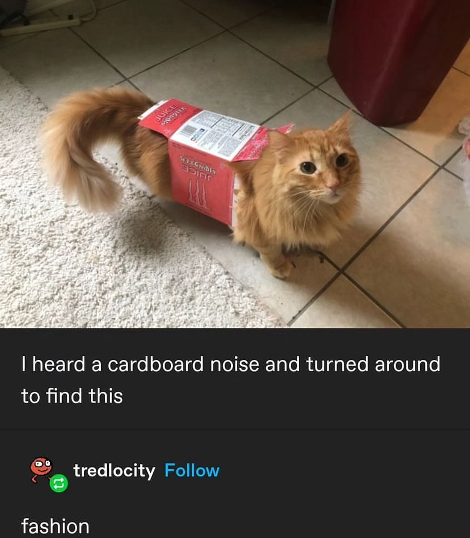 Punch Cat (@punchingcat) on Twitter photo 