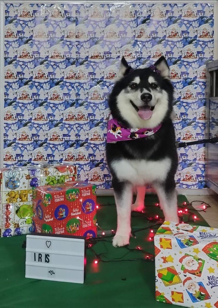 Alexand84136417's tweet photo. @twaniimals El día de su cumpleaños 🥺🥺🥺 https://t.co/3iS3lNrOfz