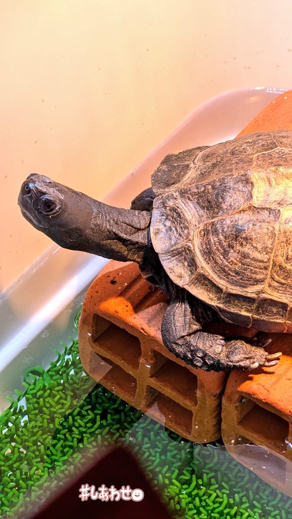 kiichannomama's tweet photo. おはよ〜ぉのびのび〜〜ぃ🐢💡
#クサガメ #クサガメのいるくらし #きなこくん #きぃちゃん #16歳 #turtle #blackturtle #kusagame #大好き #ママの宝物 #愛息子 #おはようございます #紫外線浴 #のびのぴ https://t.co/NeJTbXmvN1