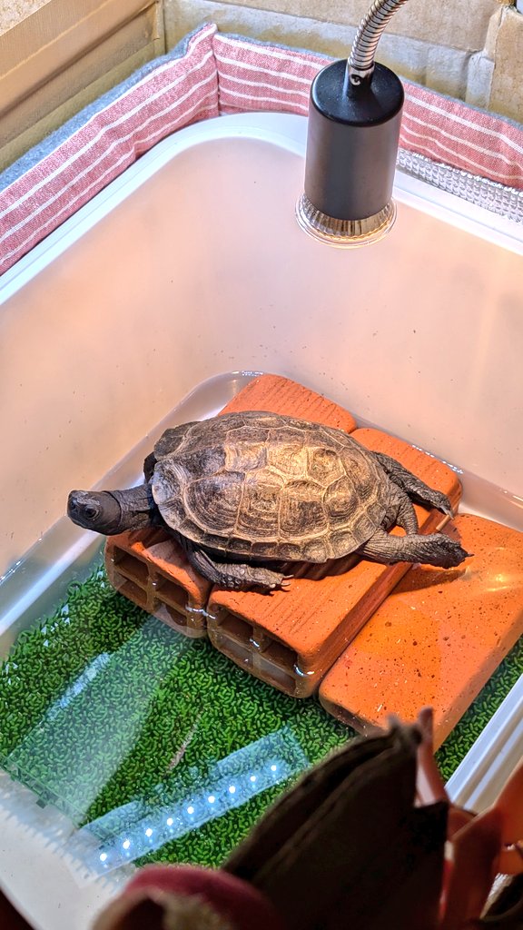 kiichannomama's tweet photo. おはよ〜ぉのびのび〜〜ぃ🐢💡
#クサガメ #クサガメのいるくらし #きなこくん #きぃちゃん #16歳 #turtle #blackturtle #kusagame #大好き #ママの宝物 #愛息子 #おはようございます #紫外線浴 #のびのぴ https://t.co/NeJTbXmvN1